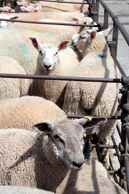 6433 ABERGAVENNY MARKET