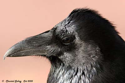 Ravens-Crows-Jays