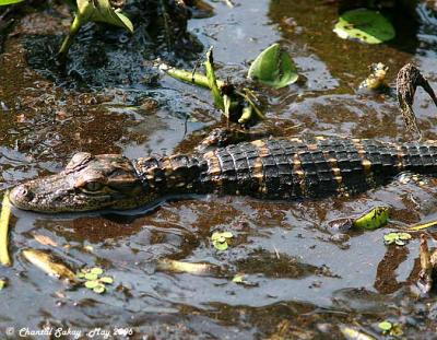 American Alligator