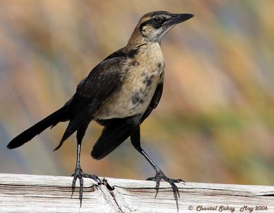 Boat-tailed Grackle