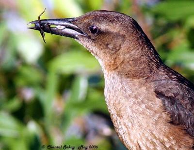 Boat-tailed Grackle - Female