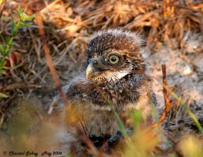 Burrowing Owl Chick 