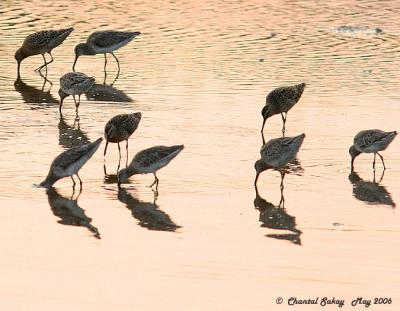 Dowitchers at Sunset