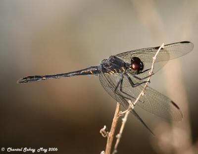 Dragonfly spp.