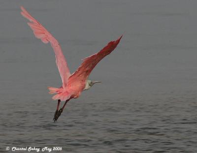 End of the Day - Roseate Spoonbill