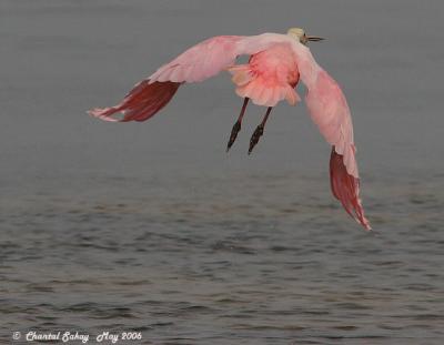 End of the Day - Roseate Spoonbill