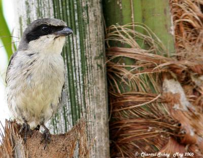 Loggerhead Shrike