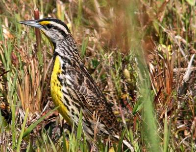 Eastern Meadowlark