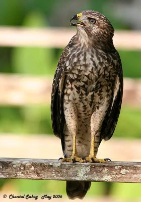 Red-shouldered Hawk - Juvenile