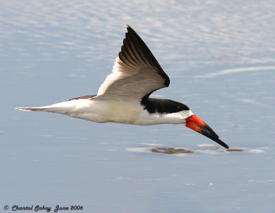 Black Skimmer