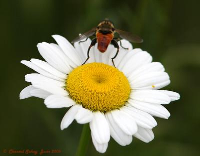 Fly sp. on Flower