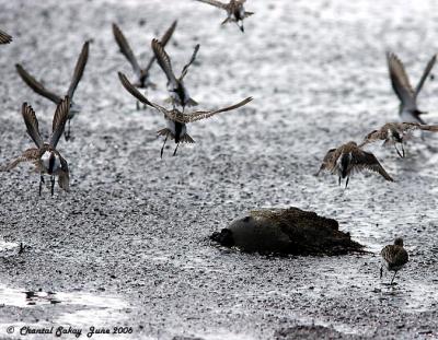 Semipalmated Sandpipers in Flight