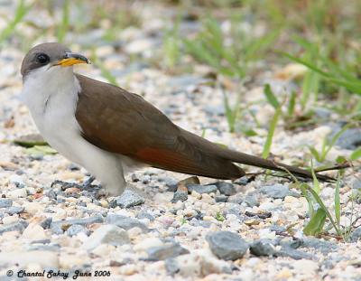 Yellow-billed Cuckoo