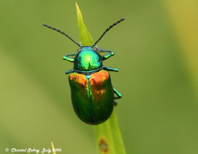 Bugs and Beetles