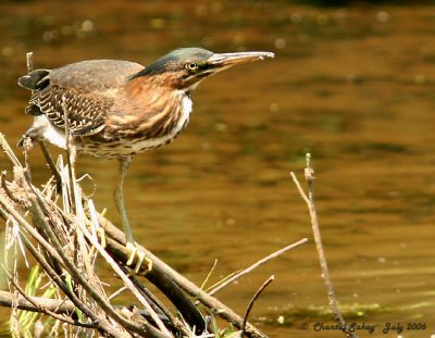 Green Heron 