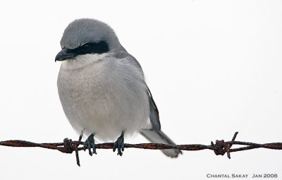 Loggerhead Shrike