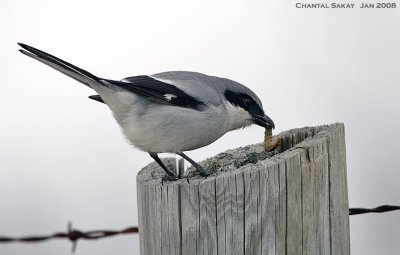 Loggerhead Shrike