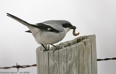 Loggerhead Shrike