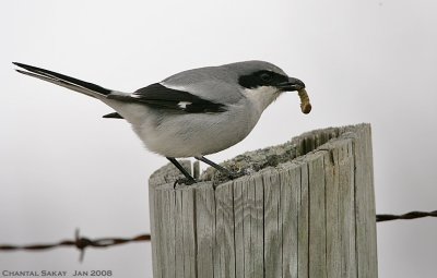 Loggerhead Shrike