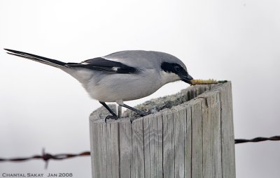 Loggerhead Shrike