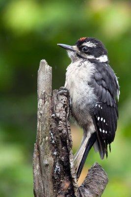 hairy_woodpeckers