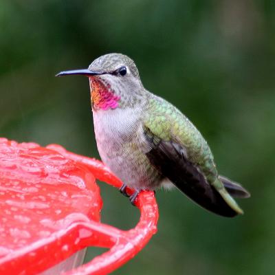 Annas Hummingbird(Calypte anna)female