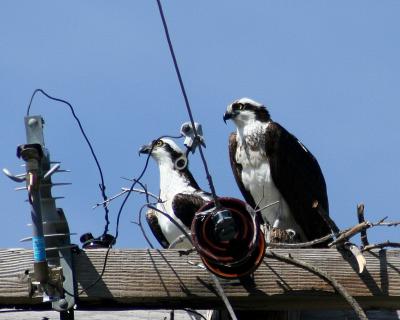 Osprey(Pandion haliaetus)