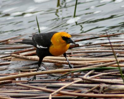 g4/82/662182/3/59854765.YellowHeadedBlackbird1.jpg