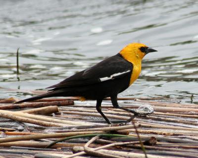 g4/82/662182/3/59956109.YellowHeadedBlackbird2.jpg