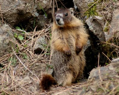 g4/82/662182/3/60412190.Marmot5.jpg