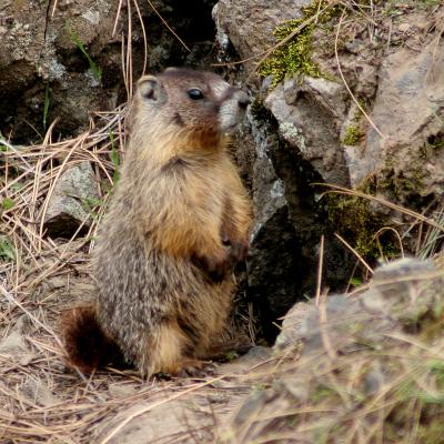 g4/82/662182/3/60412222.Marmot3.jpg