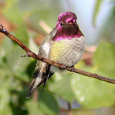 Annas Hummingbird(Calypte anna)male