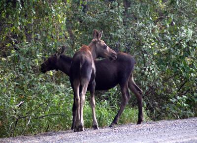 deer_moose_elk