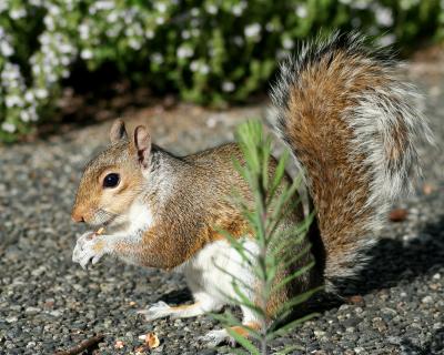 eastern_gray_squirrel
