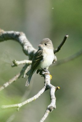 Willow Flycatcher(Empidonax traillii)