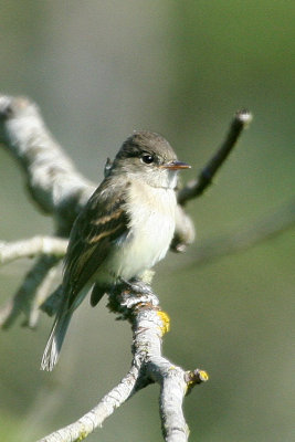 Willow Flycatcher(Empidonax traillii)