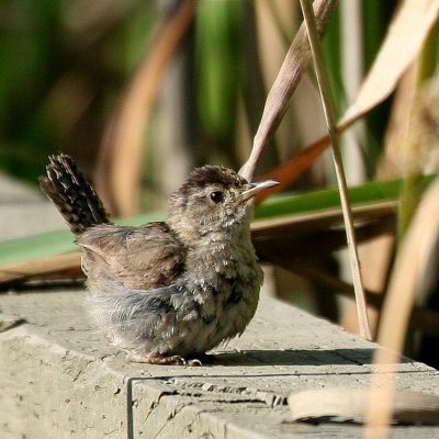 Marsh Wren(Cistothorus palustris)