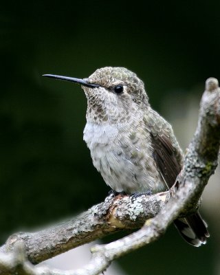 Annas Hummingbird(Calypte anna)