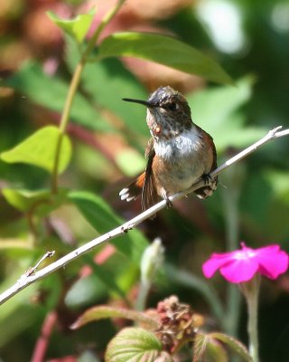 Rufous Hummingbird(Selasphorus rufus)