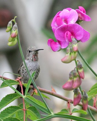 Annas Hummingbird(Calypte annas)