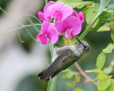 Annas Hummingbird(Calypte annas)