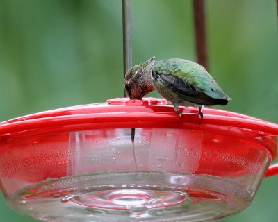annas hummingbird tongue shot.jpg