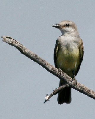 Western Kingbird(Tyrannus verticalis)