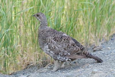 sooty_grouse