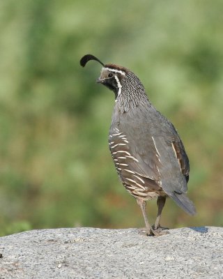 california_quail