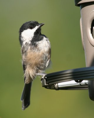 Black Capped Chickadee(Poecile atricapilla)