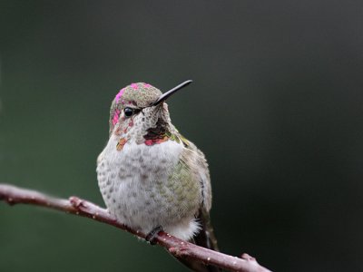 annashummingbirdmale2.jpg
