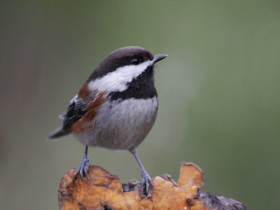 Chestnut Backed Chickadee(Poecile rufescens)
