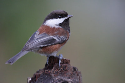 Chestnut Backed Chickadee(Poecile rufescens)