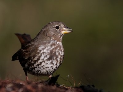 Fox Sparrow (Passerella iliaca)